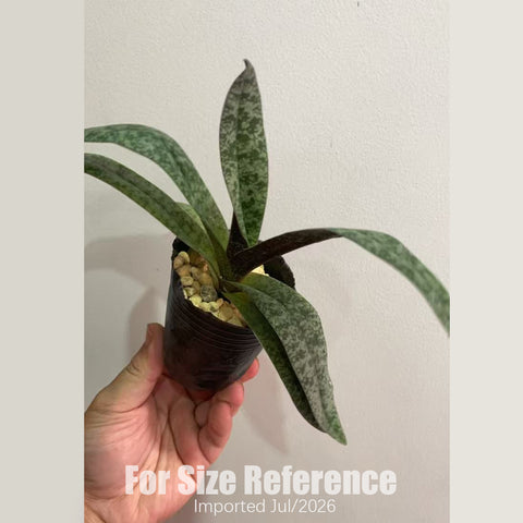 [Bare-root] Paph. concolor xsib 同色兜蘭 [2.4 BS][July in stock]