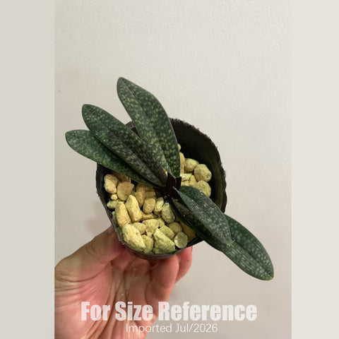 [Bare-root] Paph. Fanaticum 疯狂兜兰 [2.4 NBS][July in stock]