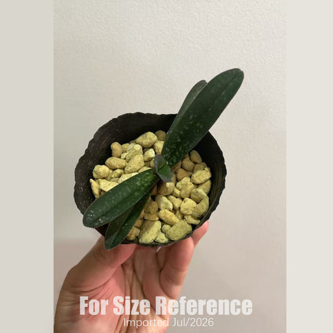 [Bare-root] Paph. thaianum x sib 泰國小白兜  [2.4 BS][July in stock]