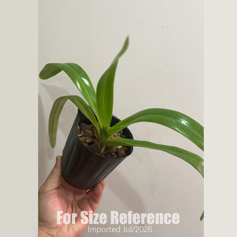 [Bare-root] Paph. philippinense v. roebelenii alba  [2.8 BS][July in stock]