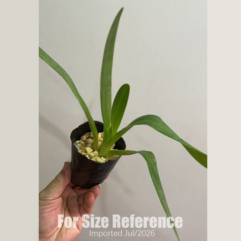 [Bare-root] Paph. lowii x sib 楼氏  [2.4 NMS][July in stock]