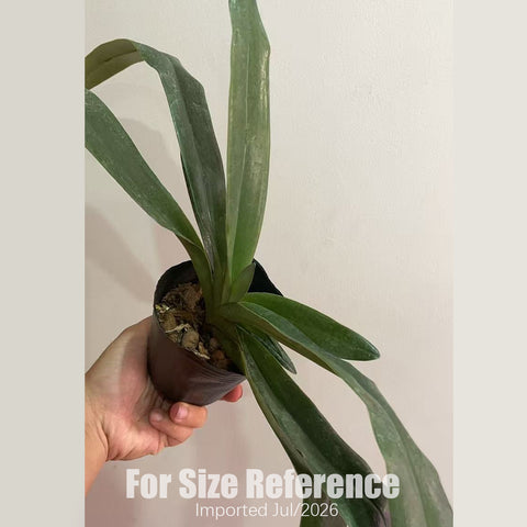 [Bare-root] Paph. Shen-Liu Peri [3" BS][July in stock]