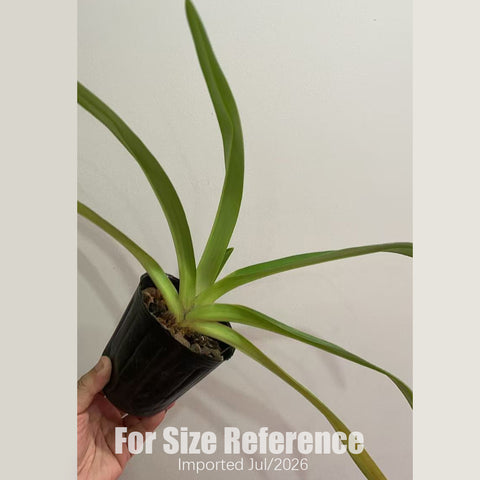 [Bare-root] Paph. rothschildianum xsib 國王兜蘭  [3" BS][July in stock]