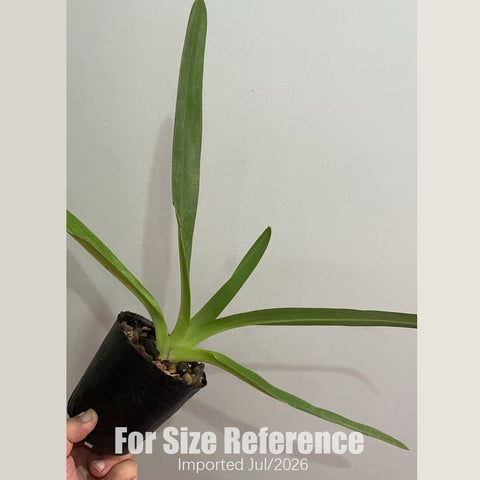 [Bare-root] Paph. Lady Rothschild [3" BS][July in stock]