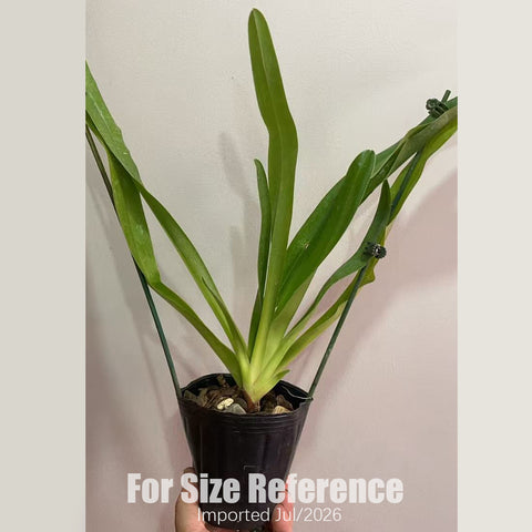 [Bare-root] Paph. Berenice (菲律賓 × 洛威) [3" BS][July in stock]