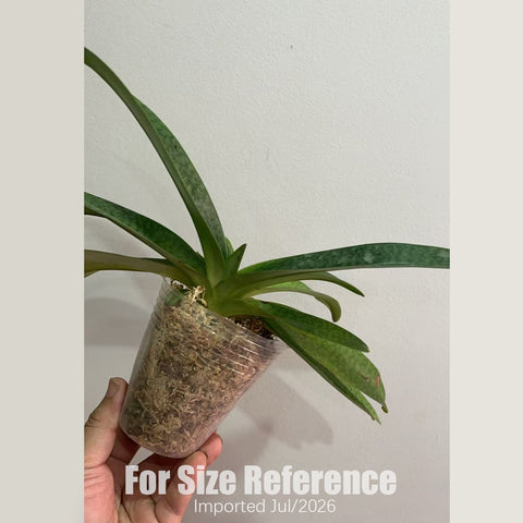 [Bare-root] Paph. Luk Luk (niveum × stonei) 拉克拉克 [2.8“ BS][July in stock]