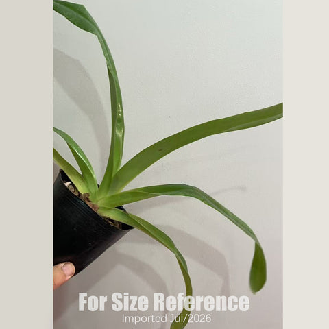 [Bare-root] Paph. philippinense 菲律賓兜蘭 [3" BS][July in stock]