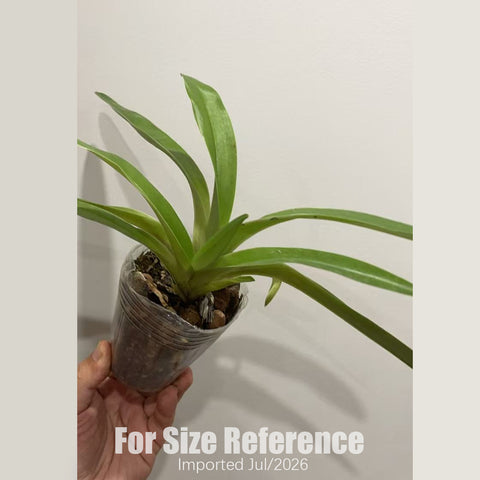 [Bare-root] Paph. hirsutissimum  xsib 帶葉兜蘭 [2.8 BS][July in stock]