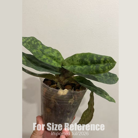 [Bare-root] Paph. jackii xsib 傑克兜蘭 [2.4 BS][July in stock]