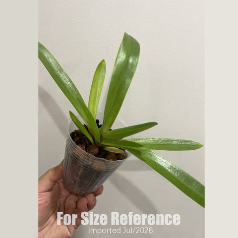 [Bare-root] Paph Bruno 大青蛙兜  [2.4 BS][July in stock]