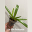 [Bare-root] Paph Bruno 大青蚛兎 [2.4" BS][Wishlist]