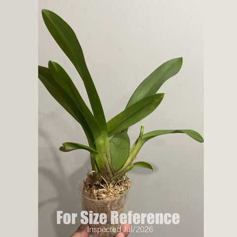 [Bare-root][AS-IS] Onc. Guann Shin Sakura 櫻花文心 [2.4" BS][July in stock]
