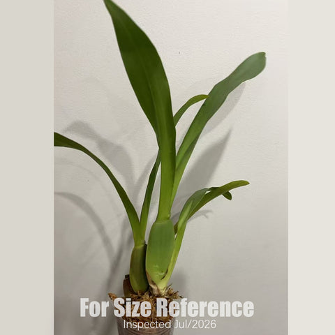 [Bare-root][AS-IS] Miltassia Dark Star [2.5“ BS][July in stock]