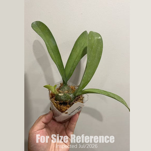 [Bare-root][AS-IS] Oncidium ampliatum 鱉頭文心 [2.4" BS][July in stock]