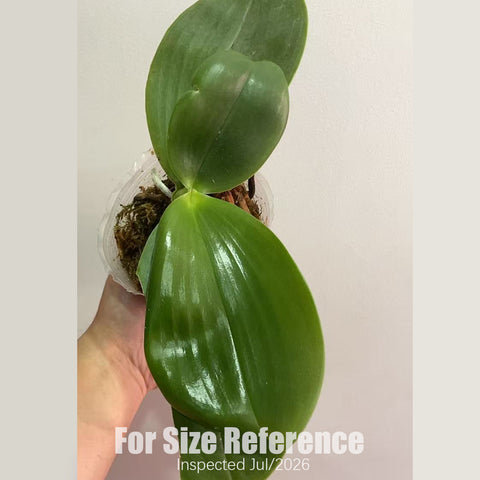 [Rooted][AS-IS] Phal. Zheng Min Jacaranda 'Yungho' 傑克倫德 '永和' [2.8" BS][Aug in Stock]