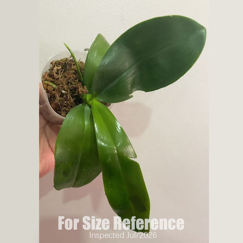 [Bare-root]Phal. tetraspis Coffee x Lioulin Blue Parrot [July in stock]