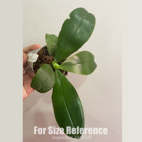 [Rooted][AS-IS] Phal. bellina f. chloracea x sib 粉貝 [2.5" BS][July in Stock]