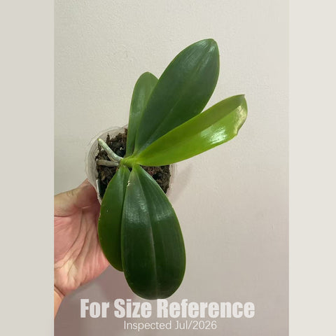 [Rooted] Phal. tetraspis 'Green' 綠色鐵爪 [2.5" BS][July in Stock]