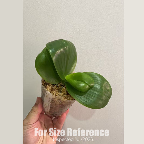 [Rooted][AS-IS] Phal. Mituo Prince 彌陀王子 [2.5" BS][July in Stock]