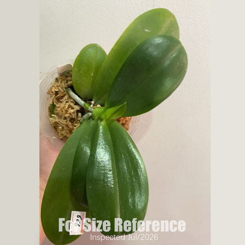 [Potted] Phal. Miki Lola Girl Bear King '666' 蘿拉熊王 '666' [2.5" BS][July in Stock]