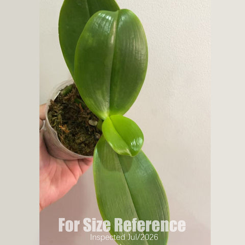 [Rooted][AS-IS] Phal. Orchid World 蘭花世界 [2.8" BS][Aug in Stock]