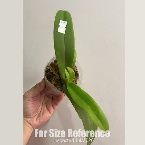 [Rooted][AS-IS] Phal. Summer Rose 'Blue Star' 藍星 [2.5" BS][July in Stock]