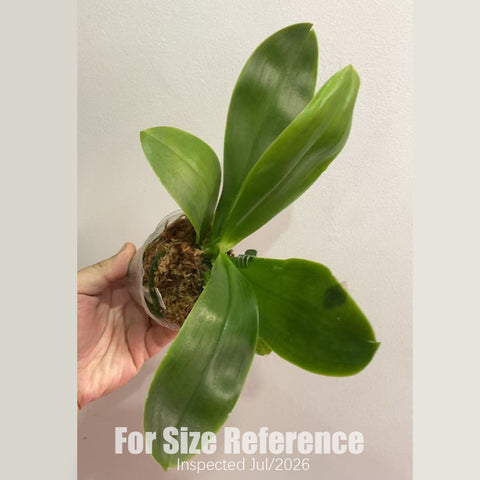 [Rooted] Phal. Ching Ann Purple Jewel x Mituo Reflex Dragon [2.5" BS][July in Stock]