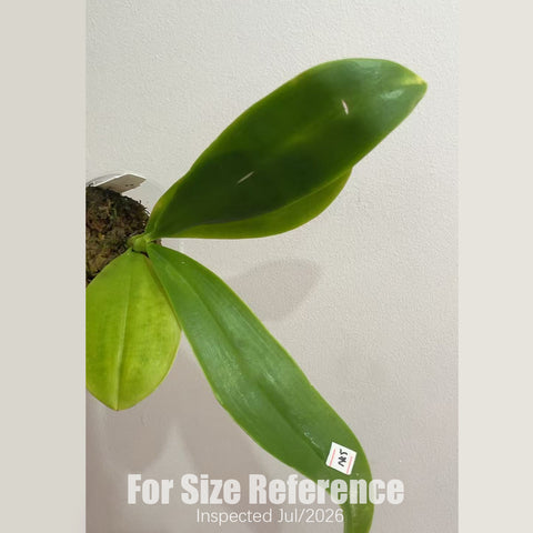 [Rooted][AS-IS] Phal. Lioulin Blue Parrot x LL Blue Magpie [2.5" BS][July in Stock]