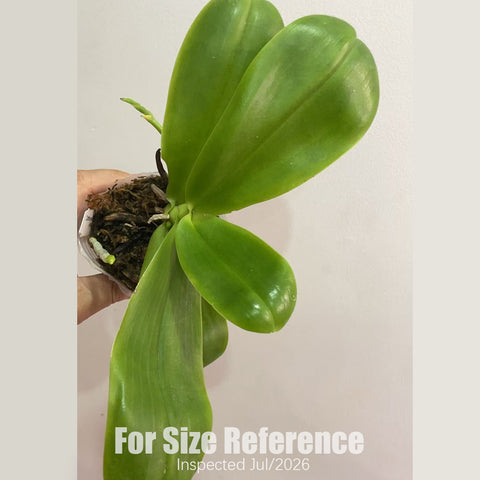 [Rooted] Phal. LD's Bear King 熊王 6S44 [2.5" BS][July in Stock]