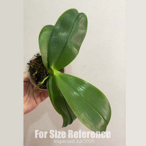 [Potted] Phalaenopsis Louise Burns ‘FEIFAN’伯恩斯 [2.5" BS][July in Stock]