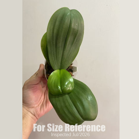 [Potted] Phal. Mituo Reflex Dragon 'Allura' 反色龍‘歐諾拉’ [2.5" BS][July in Stock]