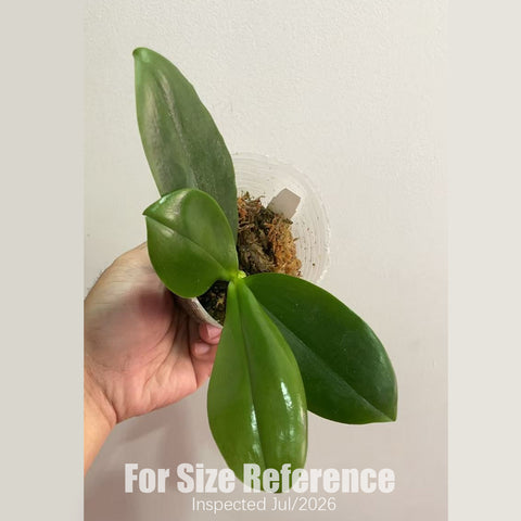 [Potted] Phal. Lyndon Gold Ring 林登戒指 [2.5" BS][July in Stock]