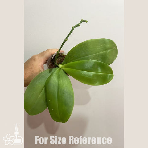 [Bare-root]Phal. Sweet Memory 'Liodoro' 甜蜜回憶Liodoro [Sept in stock]