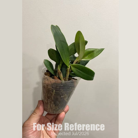 [Bare-root] #Mini Cat# Cattleya.Troipcal Pointer [2.5" BS][Aug in stock]