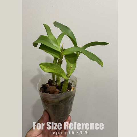 [Bare-root] #CA# Clty.Chantilly Lace 'Twinkle'  [2.8" BS][Aug in stock]