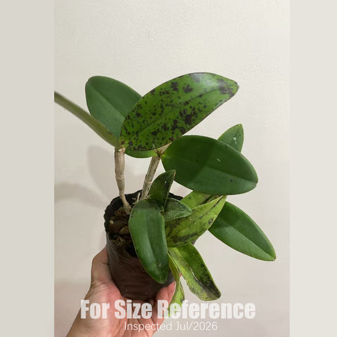 [Bare-root][AS-IS] C.Little Quail 'Light island' [2.8" BS][Aug in stock]