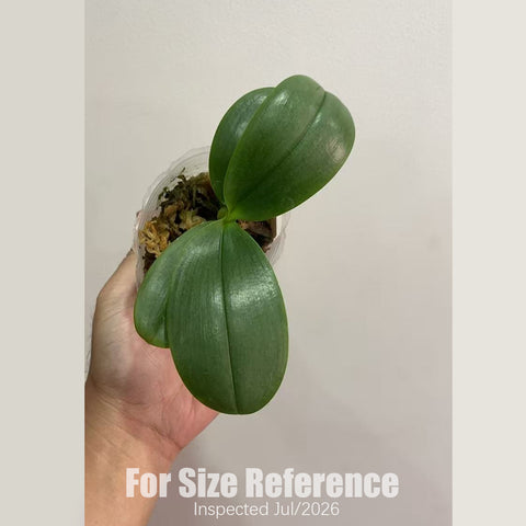 [Rooted] Phal. Formosa Sweet Memory 三和香奈兒 [2.5" BS][Aug in Stock]
