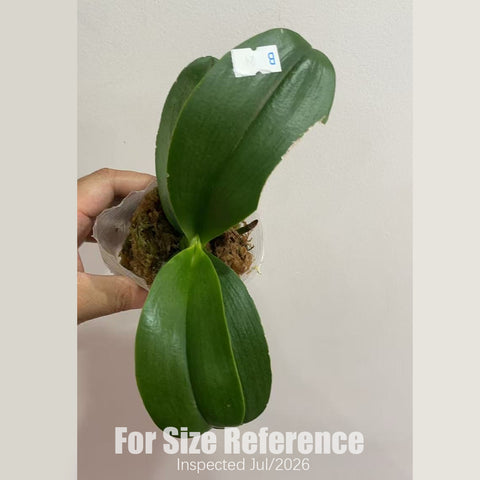 [Rooted][AS-IS] Phal. Jia Ho Summer Love 夏日戀人[2.4" BS][Aug in Stock]