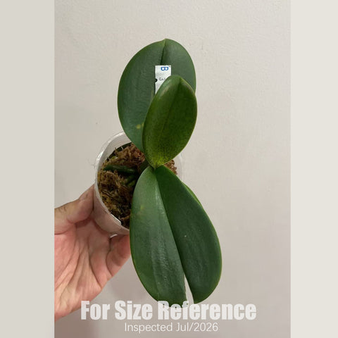 [Rooted][AS-IS] Phal. Ron-E Glamor '3224'小香花3224 [2.5" BS][Aug in stock 26]