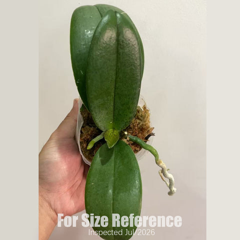 [Rooted][AS-IS] Phal. Ron-E Glamor '317' [2.5" BS][Aug in stock 26]