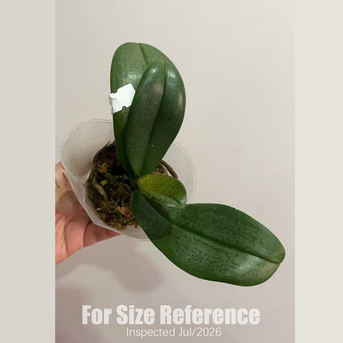 [Rooted][AS-IS] Phal. Ron-E Glamor '3202' 斑葉小香花3202 [2.5" BS][Aug in stock 26]