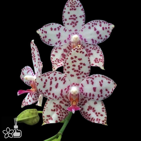 [Bare-root]Phal. Brother Prince ‘Hai Tony’ [Oct Preorder 25]