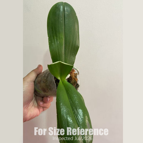 [Rooted][AS-IS] Phal. Mituo Princess 'Sapphire'  彌陀藍寶石MO511 [2.5" BS][Aug in stock 26]