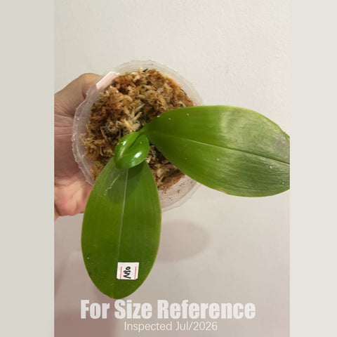 [Rooted][AS-IS] Phal. Mituo Reflex Dragon ‘Blue-2’ x Penang Jewel [2.5" BS][Aug in stock 26]