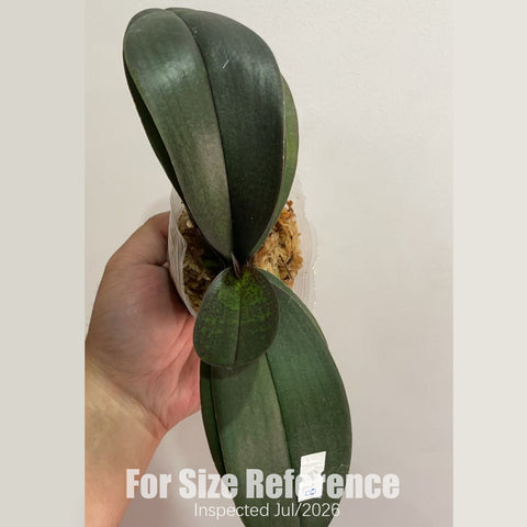 [Rooted] Phal. Jiaho's Pink Girl 椎名櫻蘭 [2.5" BS][Aug in stock 26]