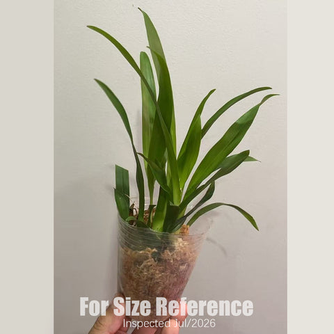 [Bare-root] #Twinkle# Oncidium Twinkle 'yellow Bird' 夢香蘭黃鳥 [2.5" BS][Aug in stock 26]