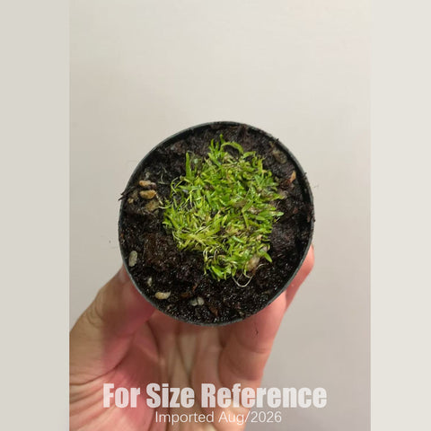 [Bare-root] Utricularia graminifolia 禾葉 [2x2cm Seedling][Aug in stock]