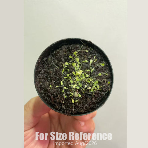 [Bare-root] Utricularia sandersonii ’White‘ 小白兔 [2x2cm Seedling][Aug in stock]