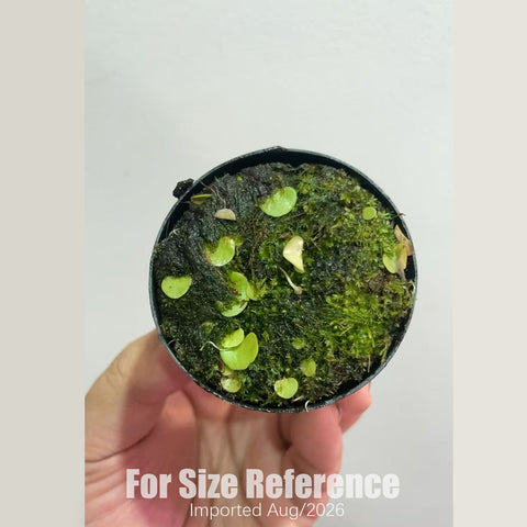 [Bare-root] Utricularia tricolor 三色狸藻 [2x2cm Seedling][Aug in stock]