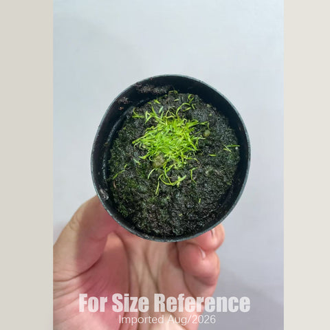 [Bare-root] Utricularia minutissima 斜果 [2x2cm Seedling][Aug in stock]